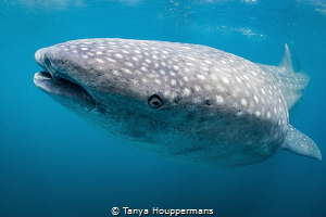 Genial Leviathan
A whale shark off the coast of Isla Muj... by Tanya Houppermans 
